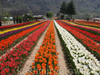 Tulip Garden