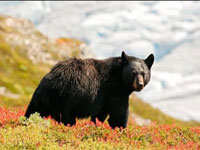 Wildlife in Kashmir